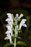 Hairy skullcap